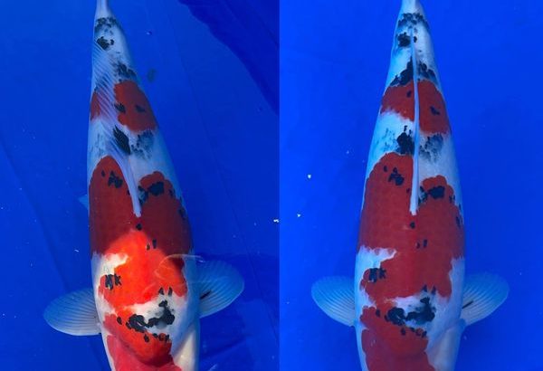 46th Tokai District koi show 2021