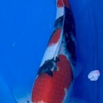 9th International Junior koi Show 2022