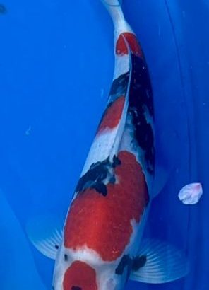 9th International Junior koi Show 2022