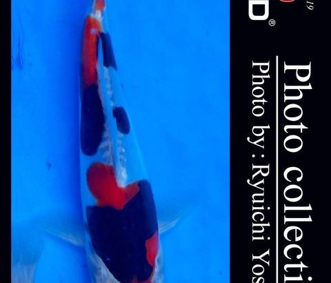 9th International Junior koi Show 2022