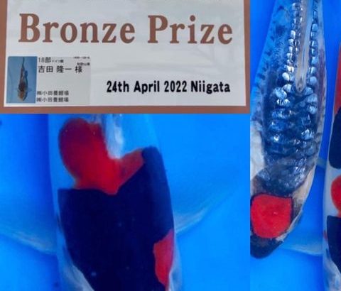 9th International Junior koi Show 2022