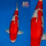 The All England Koi Show 2022