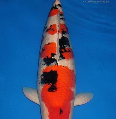 The All England Koi show 2022