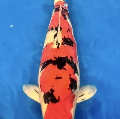 The All England Koi show 2022