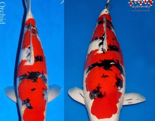 Amazing koi keeping in England