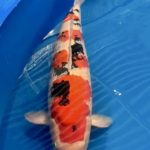 The All England Koi show 2022