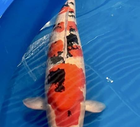 The All England Koi show 2022