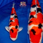 The All England Koi Show 2022