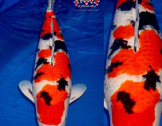 The All England Koi Show 2022