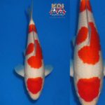 The All England Koi Show 2022