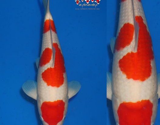 The All England Koi Show 2022