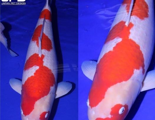 The All England Koi Show