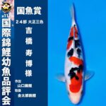 The 11th International Junior Koi show 2024