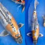 67th Nagaoka koi show on 25 October 2020