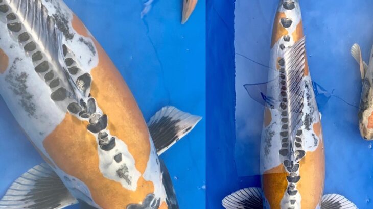 67th Nagaoka koi show on 25 October 2020