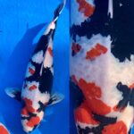 67th Nagaoka koi show on 25 October 2020