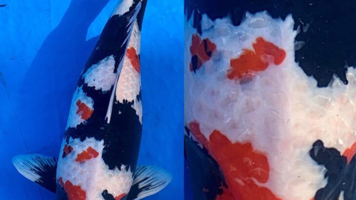 67th Nagaoka koi show on 25 October 2020