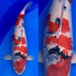 67th Nagaoka koi show on 25 October 2020