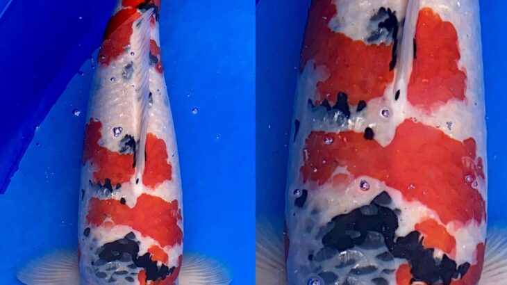 67th Nagaoka koi show on 25 October 2020