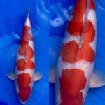 67th Nagaoka koi show on 25 October 2020