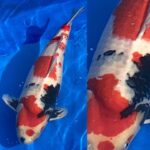 JA Ojiya Koi Show 15-October 2020