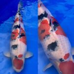 JA Ojiya Koi Show 15-October 2020