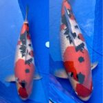 67th Nagaoka koi show on 25 October 2020