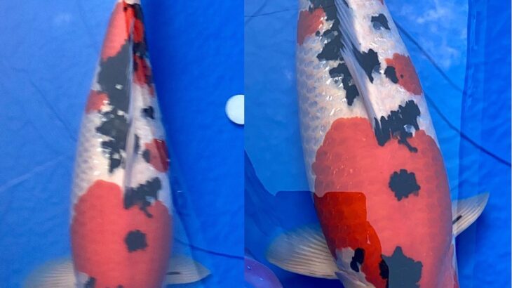 67th Nagaoka koi show on 25 October 2020