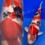 67th Nagaoka koi show on 25 October 2020