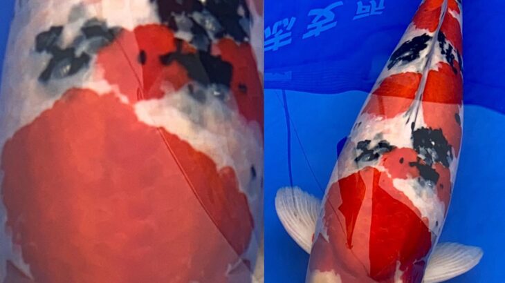 67th Nagaoka koi show on 25 October 2020