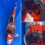 1 November 2020 45th ZNA Hyogo branch koi show. 350 pice entry koi.