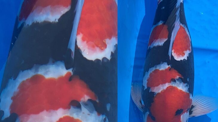 ZNA Hyogo Branch Koi Show 1 November 2020.