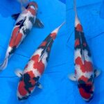 1 November 2020 45th ZNA Hyogo branch koi show. 350 pice entry koi.