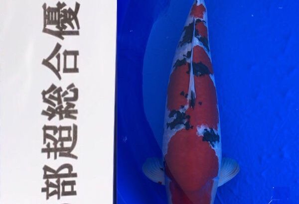 6-December 2020 Kansai District Koi Show