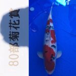 6-December 2020 Kansai District Koi Show