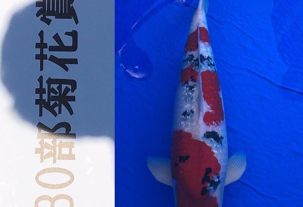 6-December 2020 Kansai District Koi Show