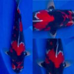 8th international junior koi show 2021 on 24April