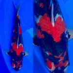 8th international junior koi show 2021 on 24April