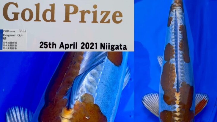 8th international junior koi show 2021 on 24April