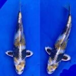 8th international junior koi show 2021 on 24April