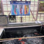 Kanno Koi farm