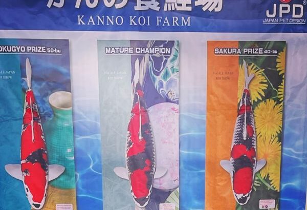 Kanno Koi farm