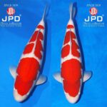 JPD koi video photo collections