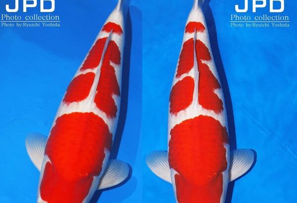 JPD koi video photo collections