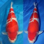 JPD koi photo collections