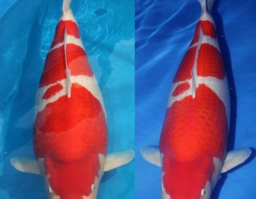 JPD koi photo collections