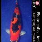 JPD koi photo collections