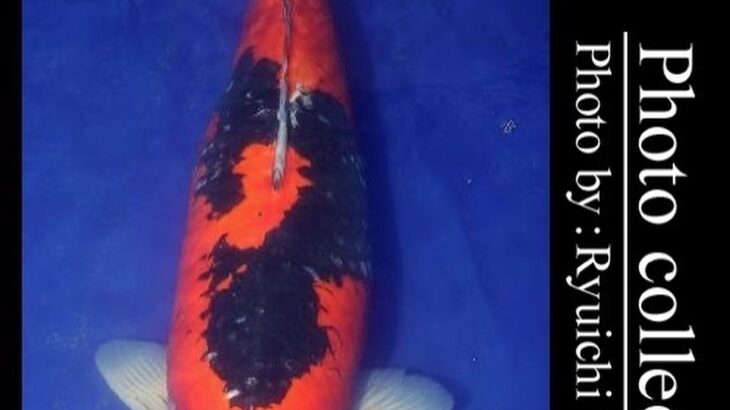 JPD koi photo collections