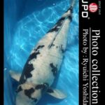 JPD koi photo collections