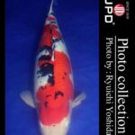 JPD koi photo collections